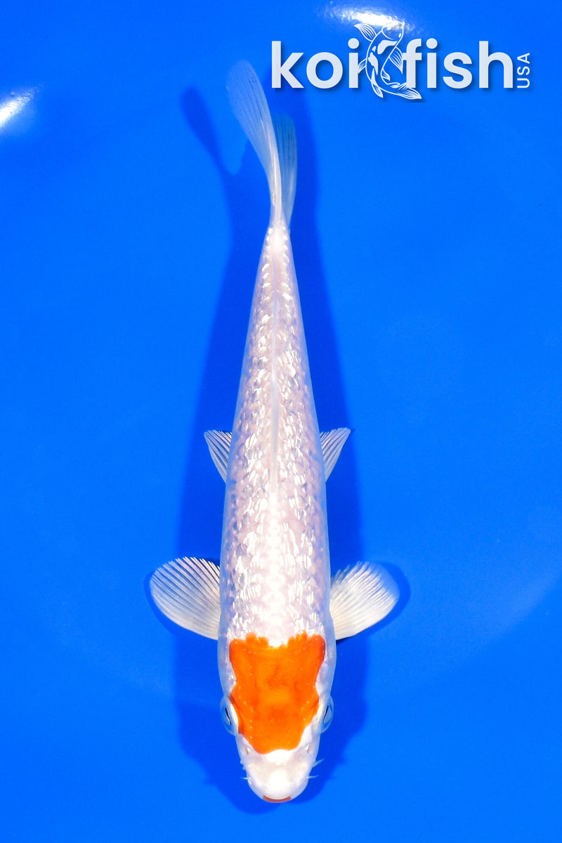 6.5" GINRIN HARIWAKE