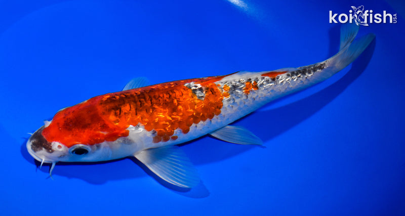 10" GINRIN GOSHIKI