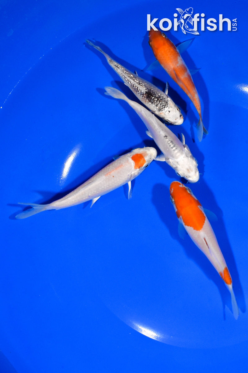 PACK OF (5) 3.25"-3.75" STANDARD KOI