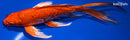 8.25" DOITSU ORENJI OGON BUTTERFLY