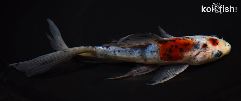 8.75" SHUBUNKIN GOLDFISH