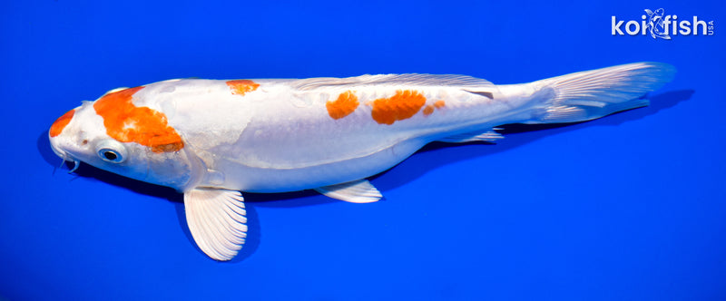 11" KIKUSUI