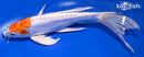 8.5" KIKUSUI BUTTERFLY