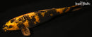 13" KIN KI UTSURI