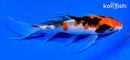 6.5" SANKE BUTTERFLY