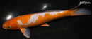 9.5" OCHIBA SHIGURE