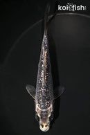 4.5" GINRIN GINGA