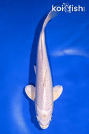 9.75" PLATINUM OGON