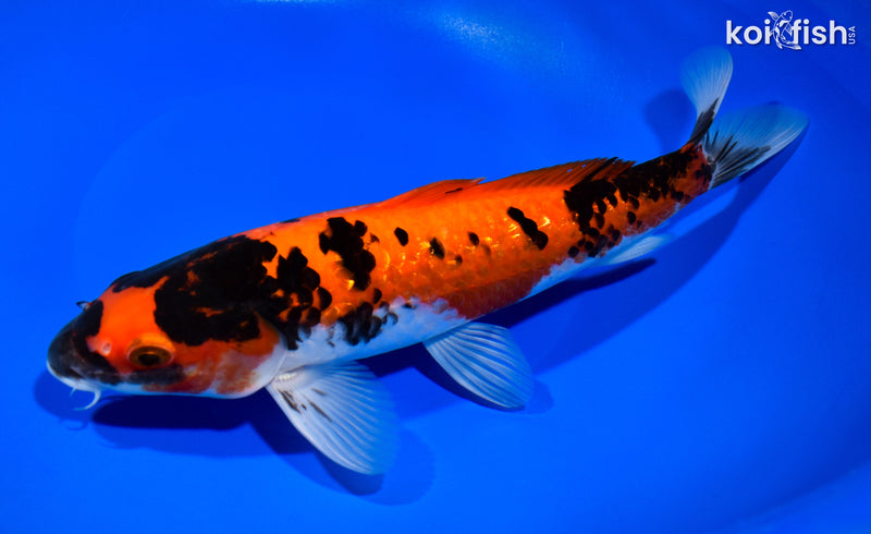 10.25" GINRIN HI SHOWA