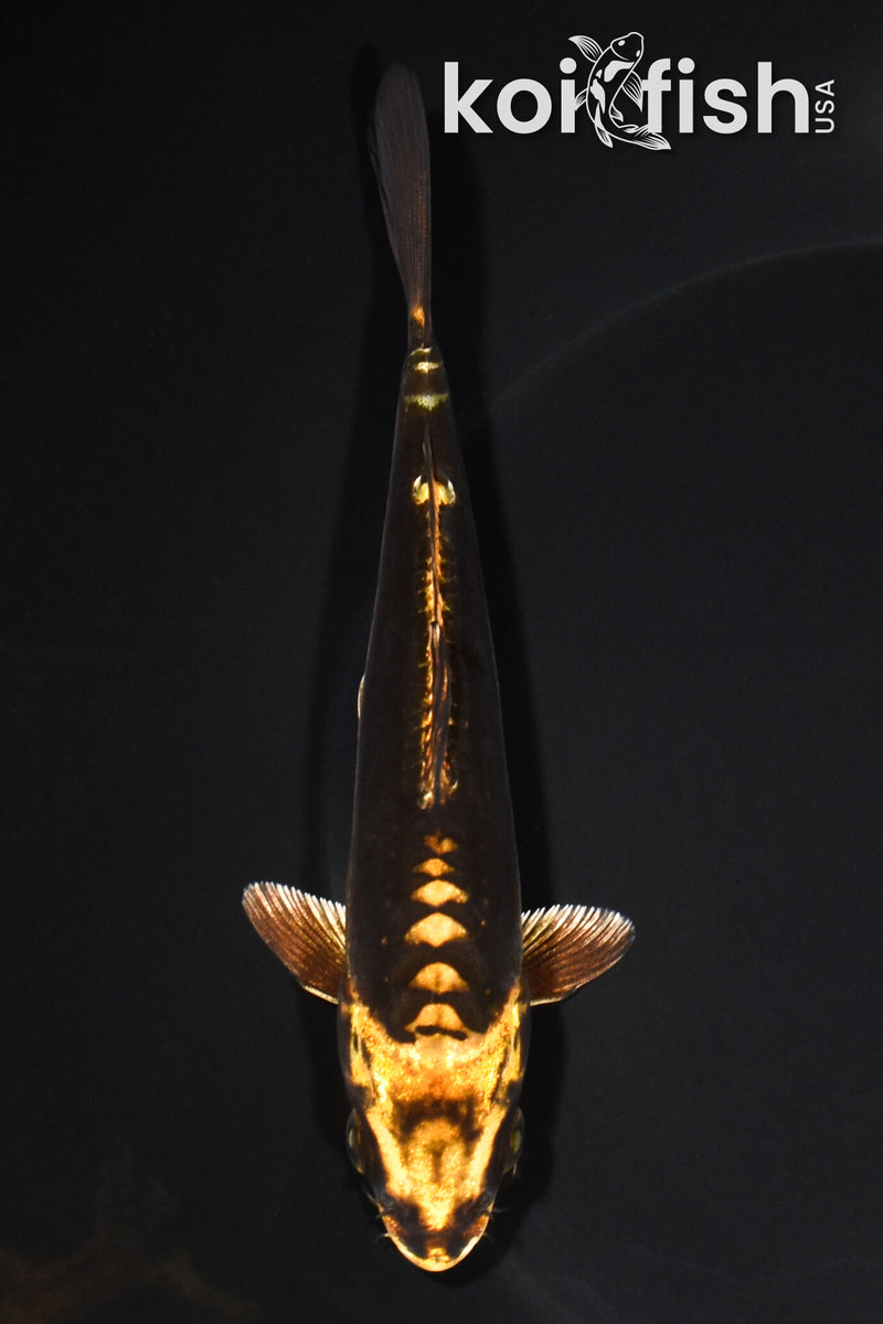 5.5" KIN KIKOKURYU