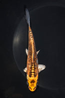 5.75" BENI KIKOKURYU