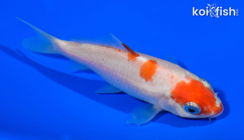 3.5" KOHAKU