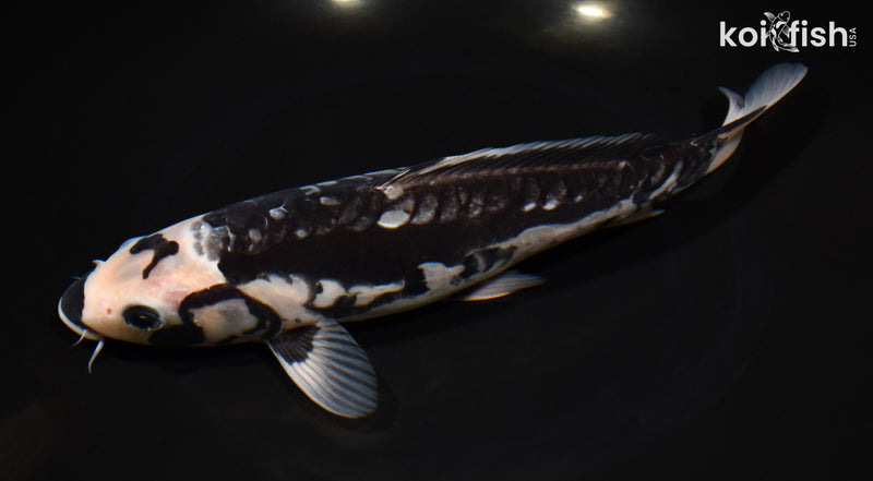 9.25" ARAGOKE KUMONRYU