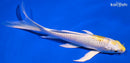6.75" LEMON HARIWAKE BUTTERFLY