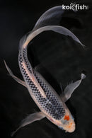10.25" ASAGI BUTTERFLY
