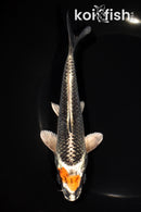 6.5" BENI GINGA