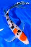 9.5" SANKE BUTTERFLY