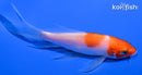 5" KOHAKU BUTTERFLY