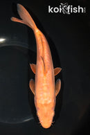 9.75" DOITSU AKAME CHAGOI