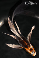 8" BENI GINGA BUTTERFLY