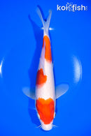9" KOHAKU