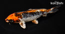 6.25" ARAGOKE BENI KIKOKURYU