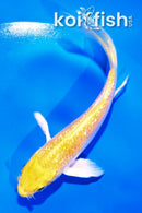 4" GINRIN YAMABUKI OGON BUTTERFLY