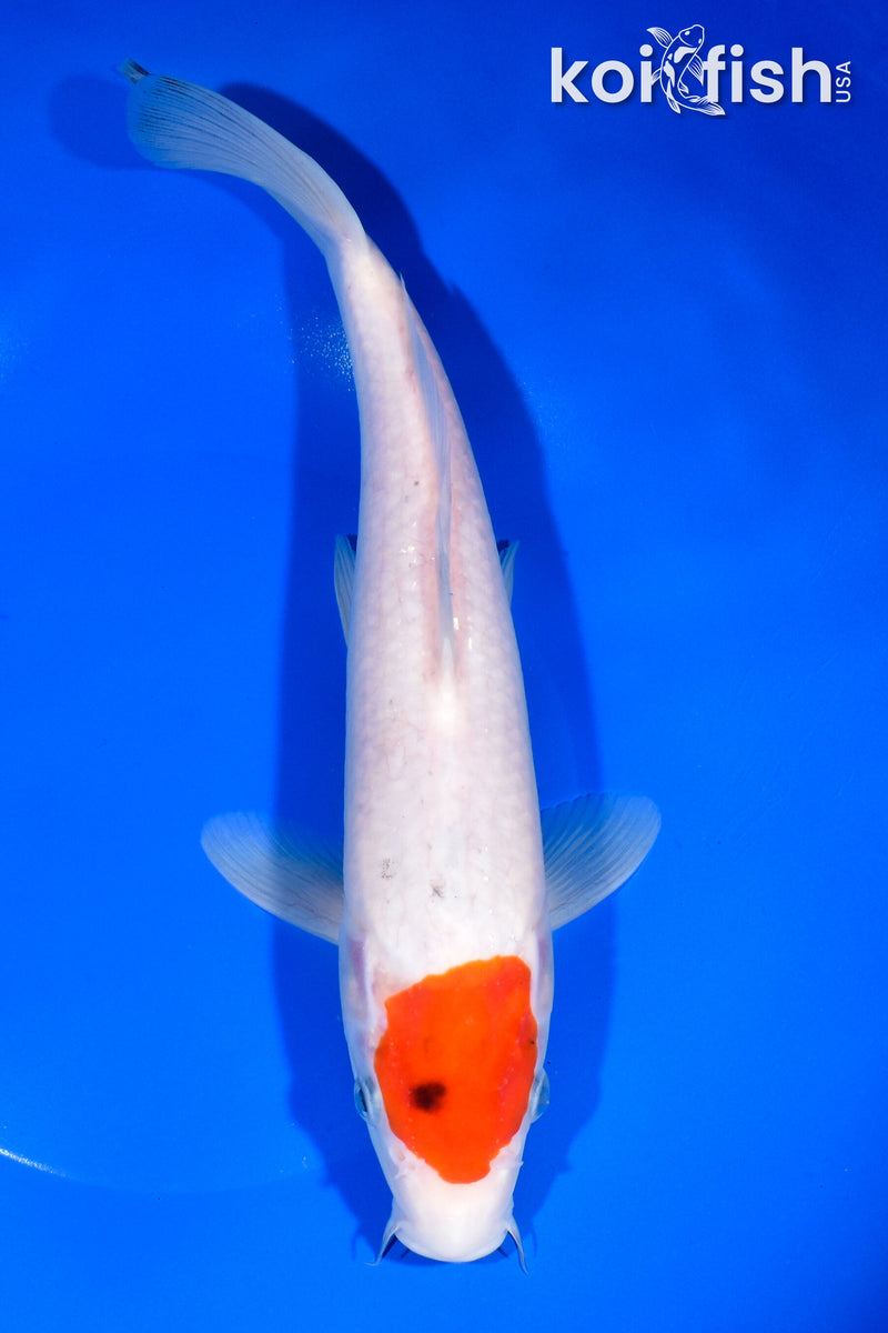 11.5" TANCHO KOHAKU