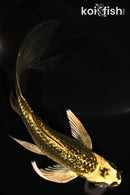 5" GINRIN KI MATSUBA BUTTERFLY