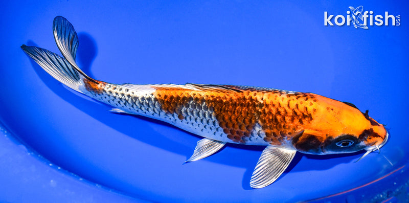 9.25" BENI GINGA