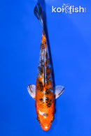 5.25" YAMATO NISHIKI