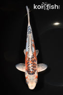 7.75" ARAGOKE HI SHUSUI