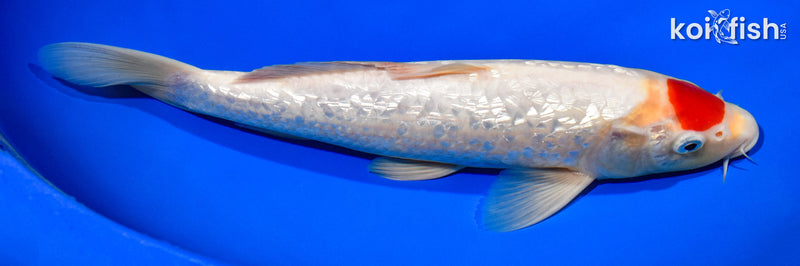 11.5" GINRIN TANCHO KOHAKU