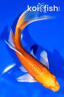 7.25" ORENJI OGON BUTTERFLY