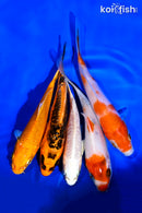 PACK OF (5) 4-5" STANDARD KOI