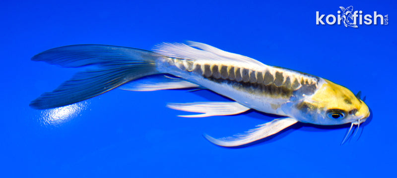 6.25" KIN KIKOKURYU BUTTERFLY