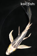 5" KIN KIKOKURYU BUTTERFLY