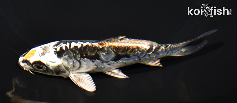 4.75" ARAGOKE BENI KIKOKURYU