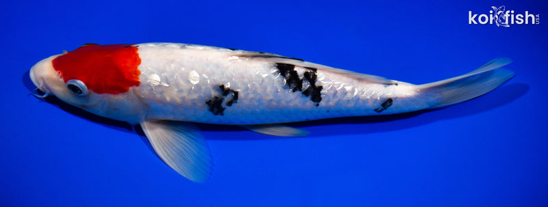 12.75" GINRIN SANKE