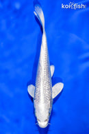 6" GINRIN PLATINUM OGON