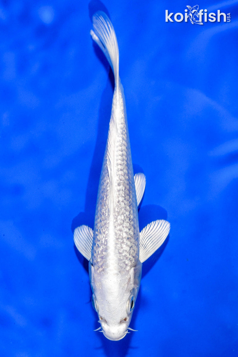 6" GINRIN PLATINUM OGON