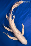 25" PLATINUM OGON BUTTERFLY