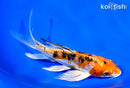 7" HEISEI NISHIKI BUTTERFLY