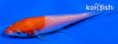 3.5" KOHAKU