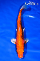 11.25" BENI KIKOKURYU