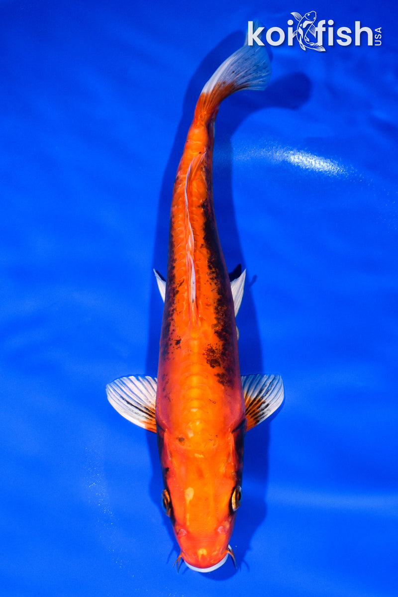 11.25" BENI KIKOKURYU