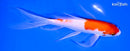 7.75" KOHAKU BUTTERFLY