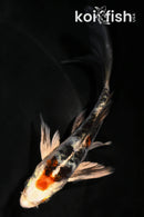 4.75" HEISEI NISHIKI BUTTERFLY