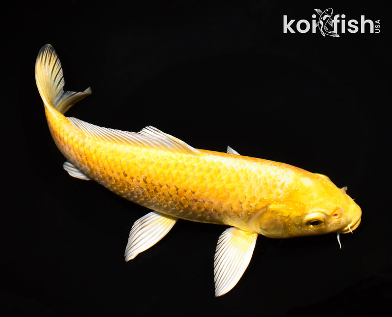 9.5" YAMABUKI OGON