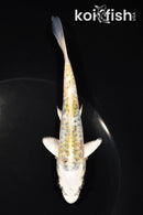 6" ARAGOKE HEISEI NISHIKI